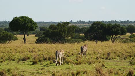 Slow-Motion-Shot-of-Cheetahs-walking-around-wide-open-savannah-plains-searching-for-prey,-African-Wildlife-in-Maasai-Mara-National-Reserve,-Kenya,-Africa-Safari-Animals-in-Masai-Mara