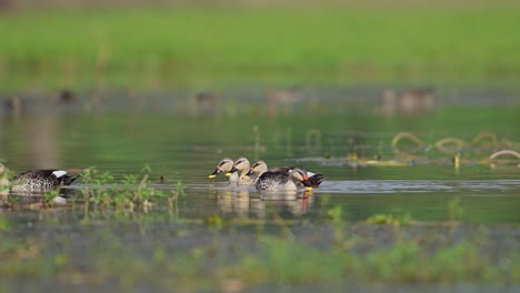 Indian-Spot-Billed-Ducks-in-wetland