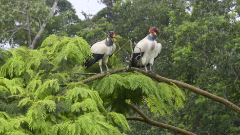 King-vulture--two-together,-perched-on-branch