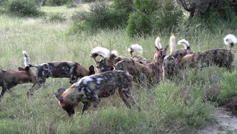 Ein-Rudel-Afrikanischer-Wildhunde,-Die-Hektisch-Eine-Frisch-Getötete-Antilope-Fressen