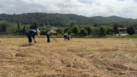 a-family-collecting-rice-bunch-in-the-field-rice-paddy-in-summer-season-family-working-job-in-agriculture-industry-local-people-wear-wicker-hat-using-stickle-in-nature-landscape-of-mountain-green