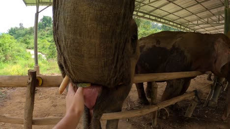 POV---Visitors-feed-the-animals-at-the-Chiangmai-Elephant-sanctuary,-Thailand