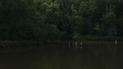 Wading-Birds-On-Calm-Lake-With-Vegetation-Near-Lamar-In-Missouri,-USA