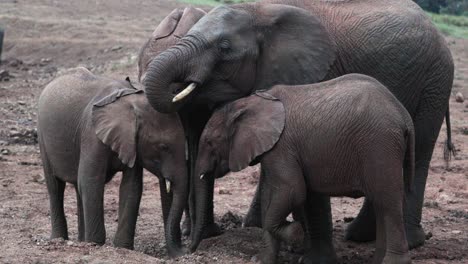 La-Familia-De-Elefantes-Africanos-De-Monte-Se-Alimenta-De-Tierra-Suelta