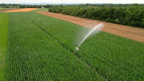 Water-Irrigation-System-In-The-Field-With-Green-Crops