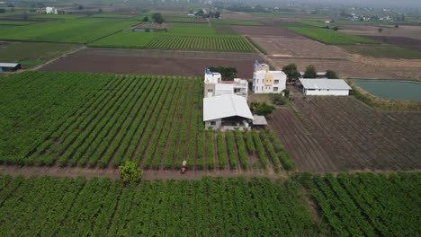 Aerial-view-of-vineyards-agricultural-fields