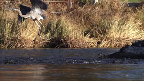 Slow-motion-of-great-blue-heron-flying