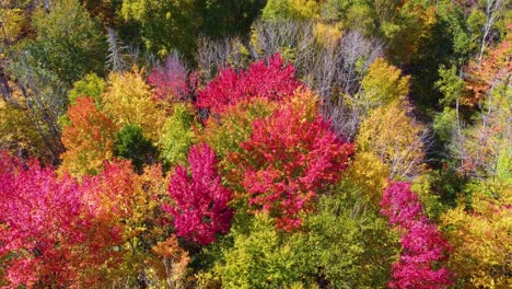 Drone-high-angle-looks-down-on-vibrant-burning-red-autumn-leaves-in-grove-of-maples