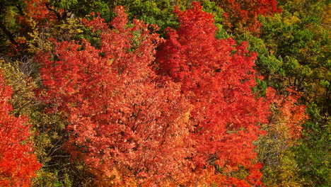 árboles-En-Colorido-Follaje-De-Otoño-En-Un-Día-Soleado