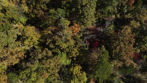 Overhead-aerial-footage-of-colorful-deciduous-crowns