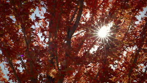 Sun-Shining-Through-Branches-Of-Maple-Tree-In-Autumn-Colors-With-Gentle-Wind-Blowing