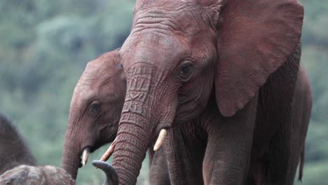 Porträt-Eines-Erwachsenen-Afrikanischen-Buschelefanten-Im-Kenianischen-Safari-Nationalpark