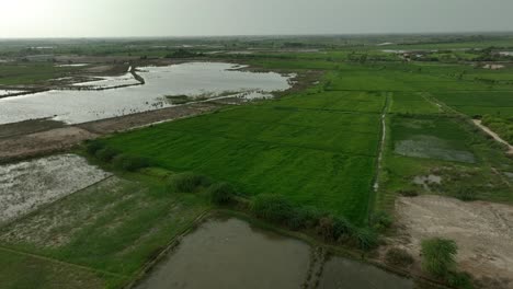 Aerial-drone-shot-over-green-farmlands-near-village-in-Mirpurkhas,-Sindh,-Pakistan-during-evening-time