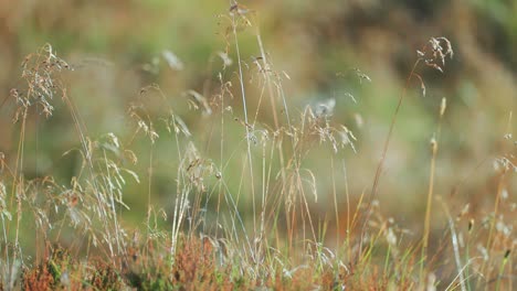 Wispy-ears-of-dry-grass-on-thin-stems