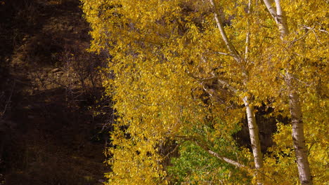 Wind-Weht-An-Herbstbäumen-Mit-Goldenem-Laub-An-Sonnigen-Tagen