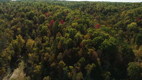 Atemberaubendes-Filmisches-Panorama-Eines-Weiten-Waldlandes,-Das-In-Herbstlichen-Farbtönen-Erstrahlt