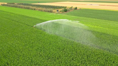 Aerial-View-Of-Farm-Sprinkler-Irrigation-Watering-The-Green-Corn-Fields