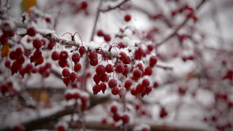 Bunches-Of-Red-Viburnum-Berries-On-Tree-Branches-With-Snow-Falling