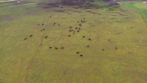 Massive-herd-of-horses-grazing-on-green-meadow,-aerial-view