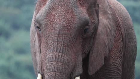 Extreme-Nahaufnahme-Eines-Afrikanischen-Buschelefanten-In-Kenia,-Ostafrika