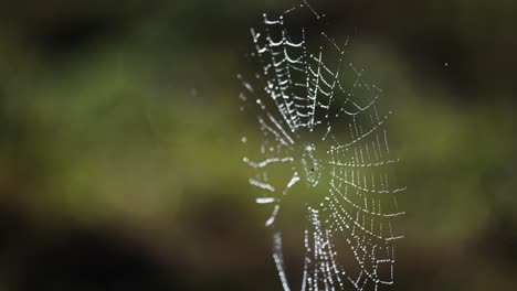 Ein-Zartes-Spinnennetz-Mit-Tauperlen-Schwebt-In-Der-Luft