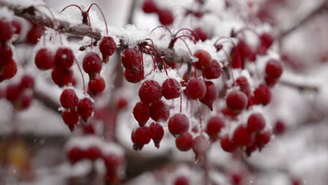 Snow-Falling-On-Red-Viburnum-Berries-In-Late-Autumn