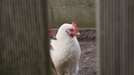 Weiße-Henne-Schaut-Durch-Den-Zaun-Im-Garten