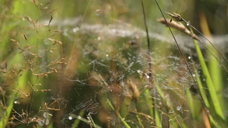 Ein-Dünnes-Spinnennetz,-übersät-Mit-Morgentautropfen