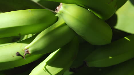 Vertical-close-up-tracking-of-green-bananas-growing-on-Isle-of-Pines,-New-Caledonia