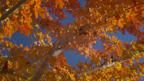 Ahornbaum-Mit-Goldenen-Blättern-Vor-Blauem-Himmel-Im-Herbst