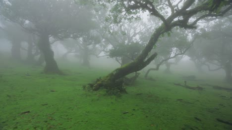 Misty-scene-at-Fanal-forest-with-Laurissilva-trees,-mystical-woods