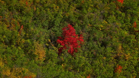 árbol-De-Otoño-Rojo-En-Medio-De-Follaje-Verde-En-El-Bosque