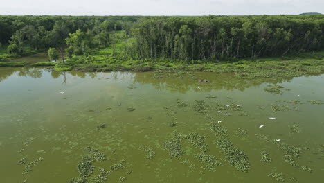 Wildlife-Scenery-Over-Wetland-Habitats-Near-Hubler-Lake-In-Missouri,-USA
