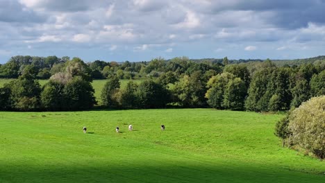 Beautiful-warm-day,-countryside-scenery-of-trees-and-grazing-cattle