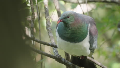 Close-up-Of-Wood-Pigeon-Kereru-In-The-Forest-Near-Wellington-North-Island,-New-Zealand