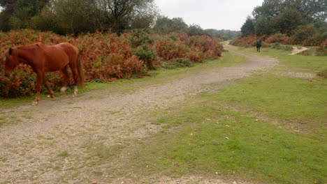wide-shots-of-two-New-Forest-ponies-with-the-brown-pony-walking-out-of-frame-in-the-New-Forest