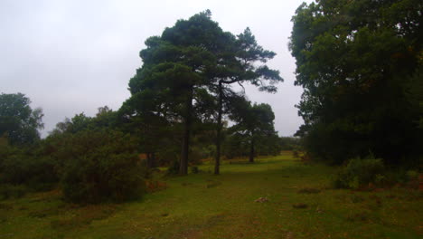 scrubland-with-pine-trees-and-bushes-in-a-New-Forest