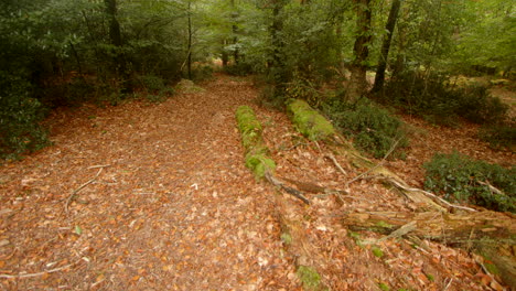 wide-shot-of-autumn-leaves-and-logs-on-the-ground-in-a-forest-in-the-New-Forest