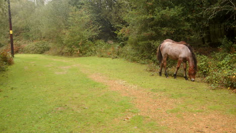 shot-of-two-brown-New-Forest-ponies-grazing-on-a-track