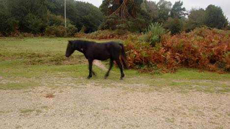 wide-shot-of-a-single-black-New-Forest-pony-walking-through-the-frame