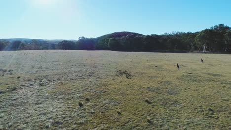 Two-kangaroos-in-Western-Australia-hopping-toward-the-forest-in-slow-motion-glaring-sunlight