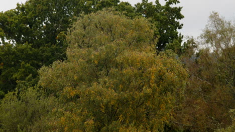 mid-shot-of-a-silver-Birch-tree-turning-yellow-in-autumn-in-the-New-Forest