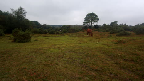 open-scrubland-with-New-Forest-pony-grazing-in-the-New-Forest