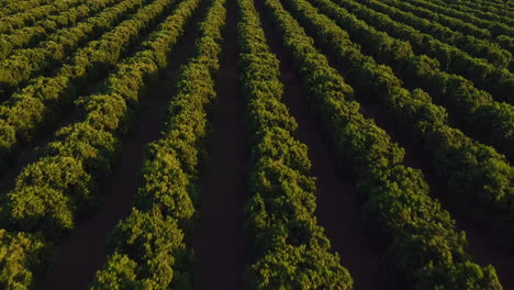 Apple-orchard-with-rows-of-producing-trees---aerial-flyover