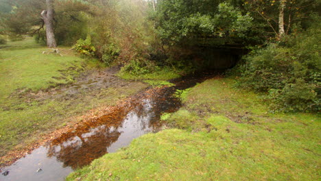 wide-shot-of-a-stream-with-Animal-Crossing-points-in-the-New-Forest