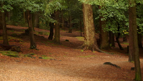 shot-of-trees-in-a-New-Forest-on-a-slight-incline-hill