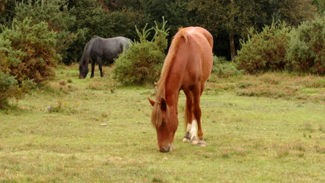 wide-shot-of-a-brown-New-Forest-pony-grazing-we-have-a-black-pony-behind,-in-a-field-in-the-New-Forest
