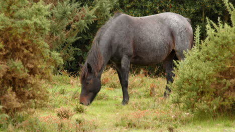 wide-shot-of-a-black-New-Forest-pony-grazing,-in-a-field-in-the-New-Forest