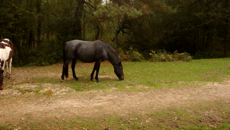 Schwarzes-New-Forest-Pony,-Das-Weidet-Und-Dann-Aus-Dem-Bild-Im-New-Forest-Läuft