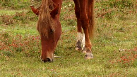 Mittlere-Aufnahme-Eines-Braunen-New-Forest-Ponys,-Das-Auf-Einem-Feld-Im-New-Forest-Weidet